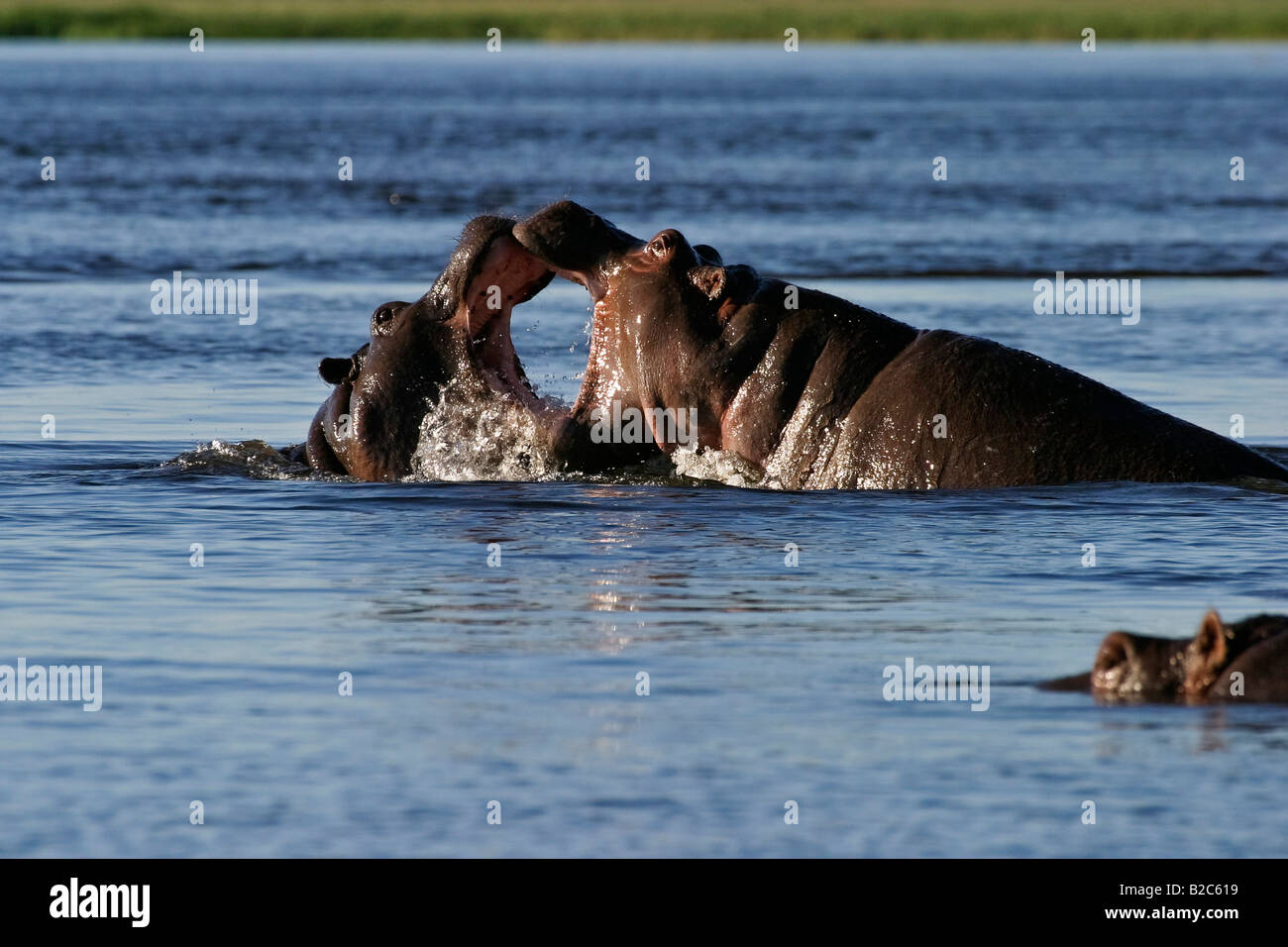 Hippopotami (Hippopotamus amphibius) fighting, Chobe River National Park, Botswana, Africa Stock Photo