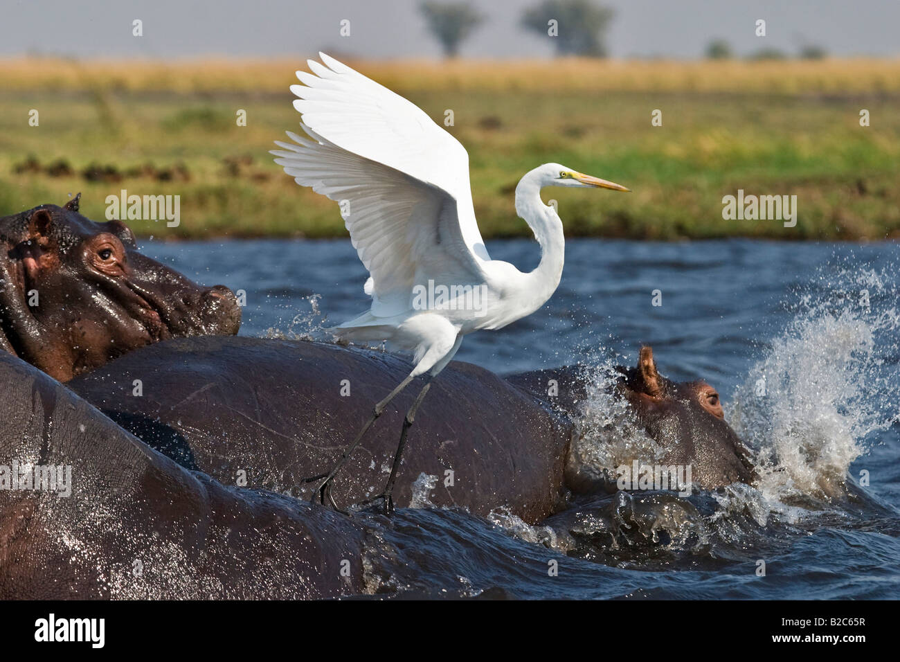 Hippopotami or Hippos (Hippopotamus amphibius) and a Great Egret, White Heron (Casmerodius albus), Chobe River Stock Photo