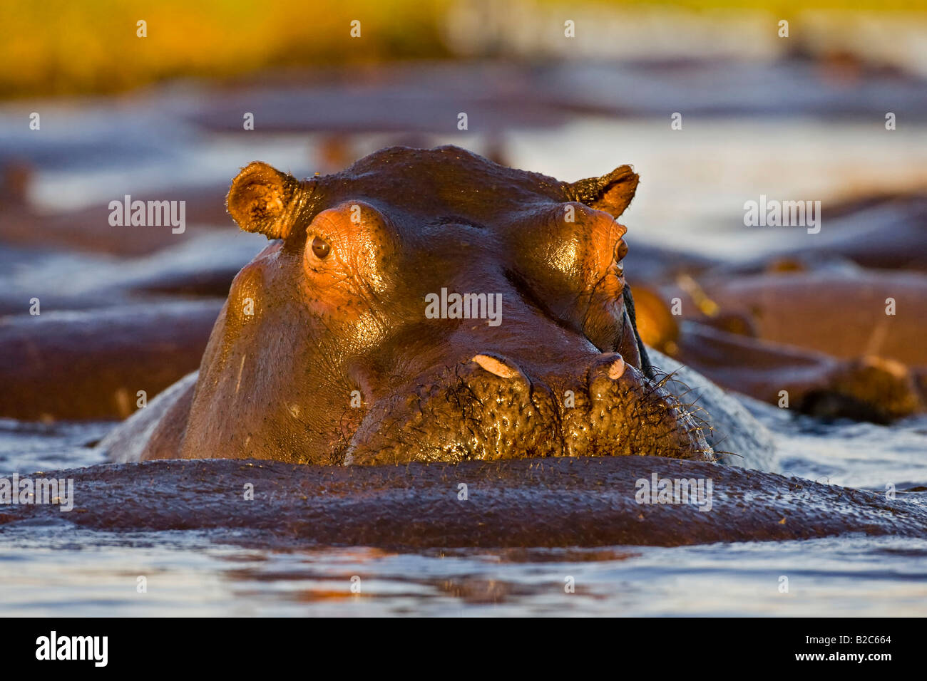 Pod of Hippopotami or Hippos (Hippopotamus amphibius), Chobe River, Chobe National Park, Botswana, Afrika Stock Photo