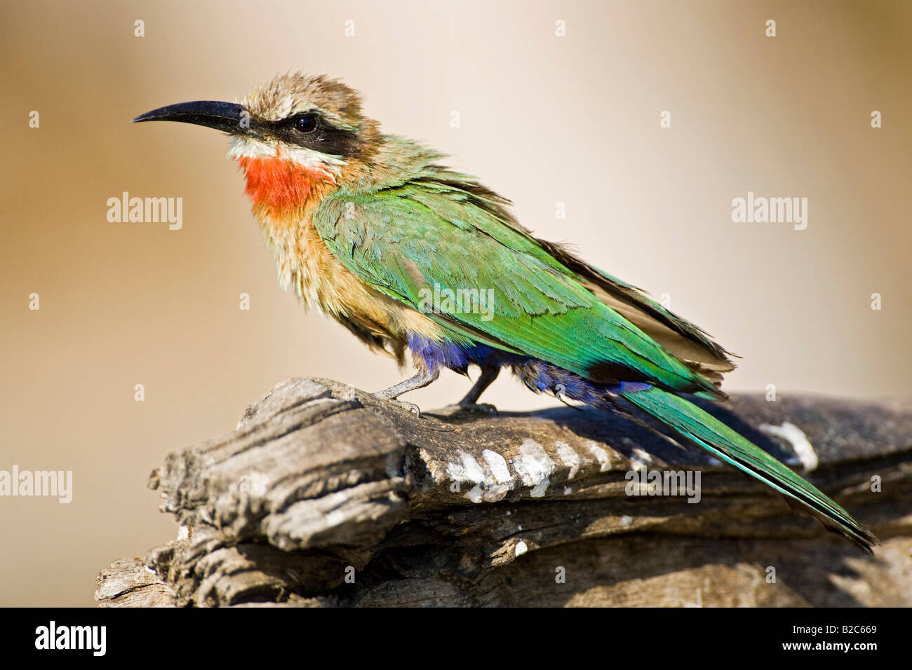 White-Fronted Bee-eater (Merops bullockoides), Chobe Nationalpark ...