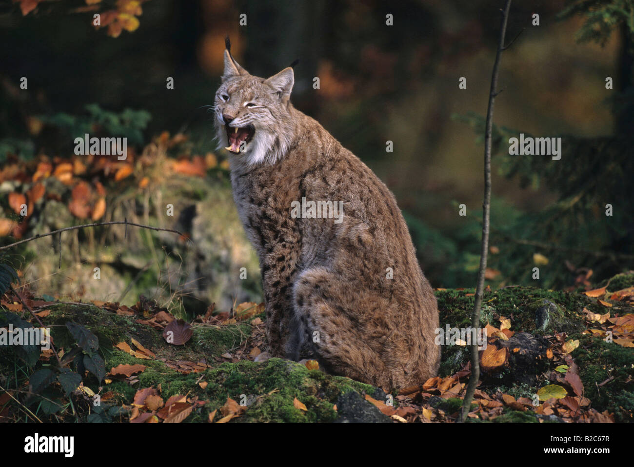 Lynx (Felis lynx), yawning, Nationalpark Bayerischer Wald, Bavarian ...