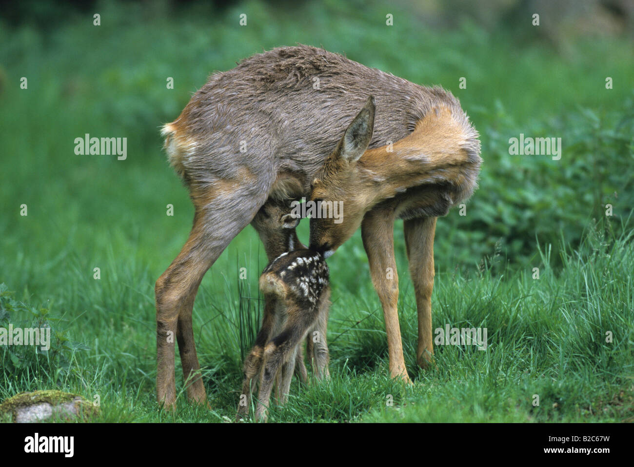 European Roe Deer (Capreolus capreolus) nursing young, fawn Stock Photo