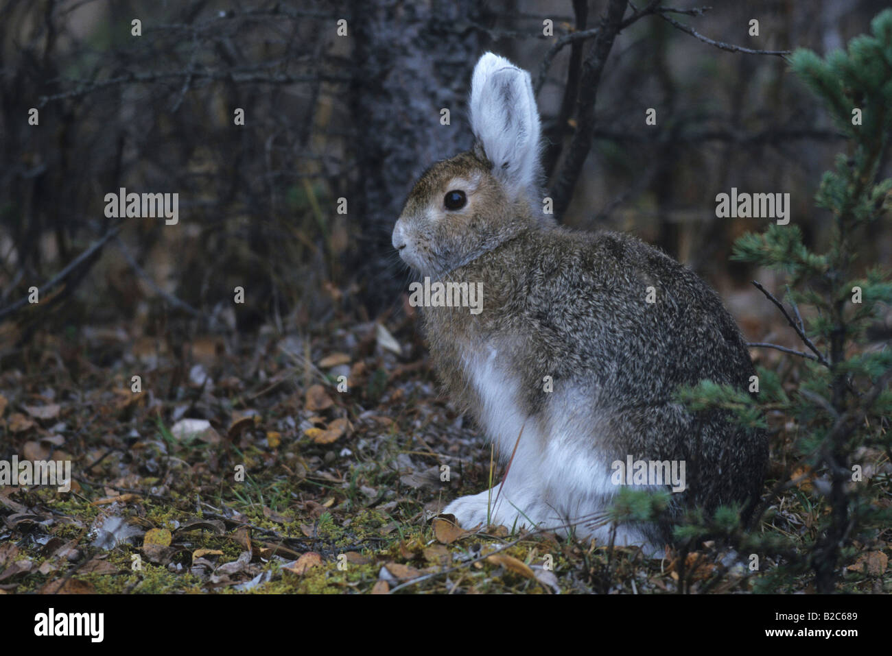 Snowshoe Hare or Varying Hare (Lepus americanus), changing to white