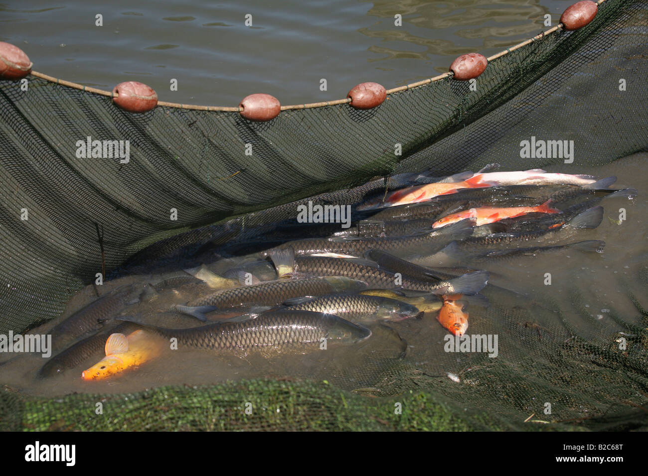 Fresh water fish in net, Grass Carp or White Amur (Ctenopharyngodon idella), Tench or Doctor fish (Tinca tinca), Ide or Orfe (L Stock Photo