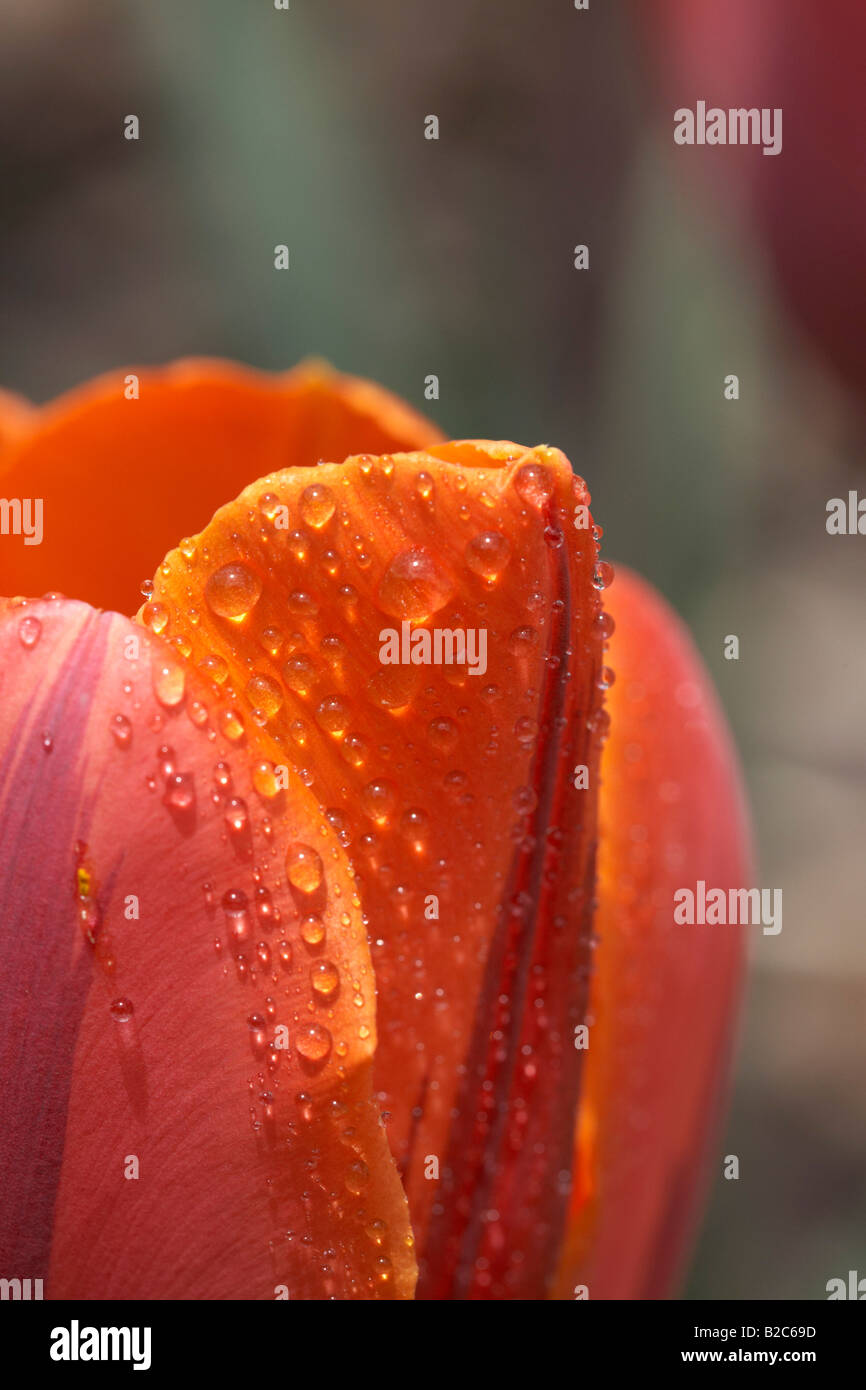 Waterdrops on a red tulip (Tulipa), macro image, Carinthia, Austria, Europe Stock Photo