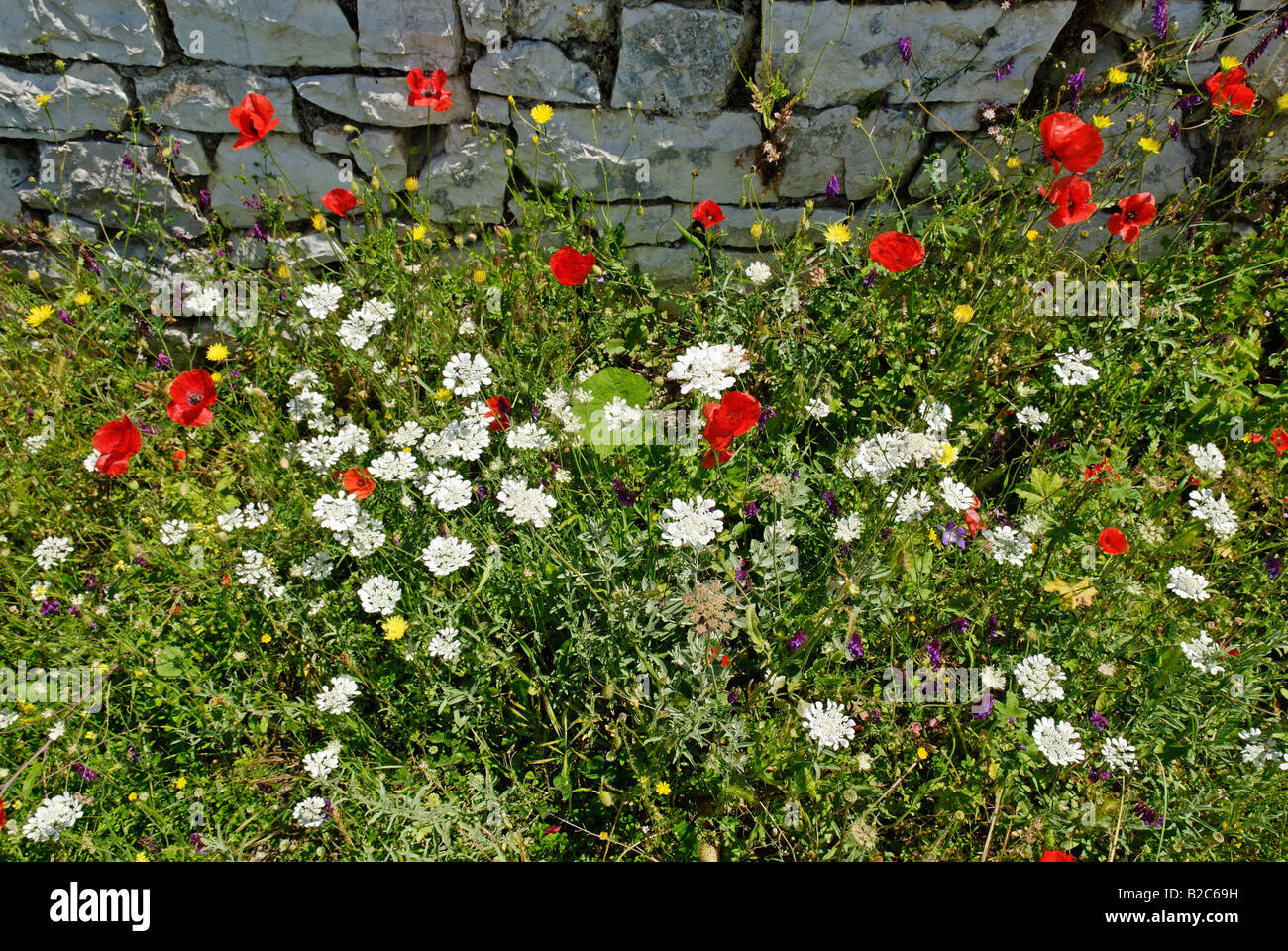Flower albania hires stock photography and images Alamy