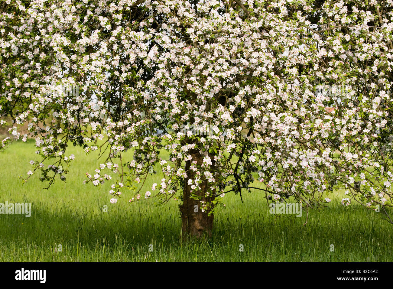 Blossoming Apple Tree (Malus domestica) Stock Photo