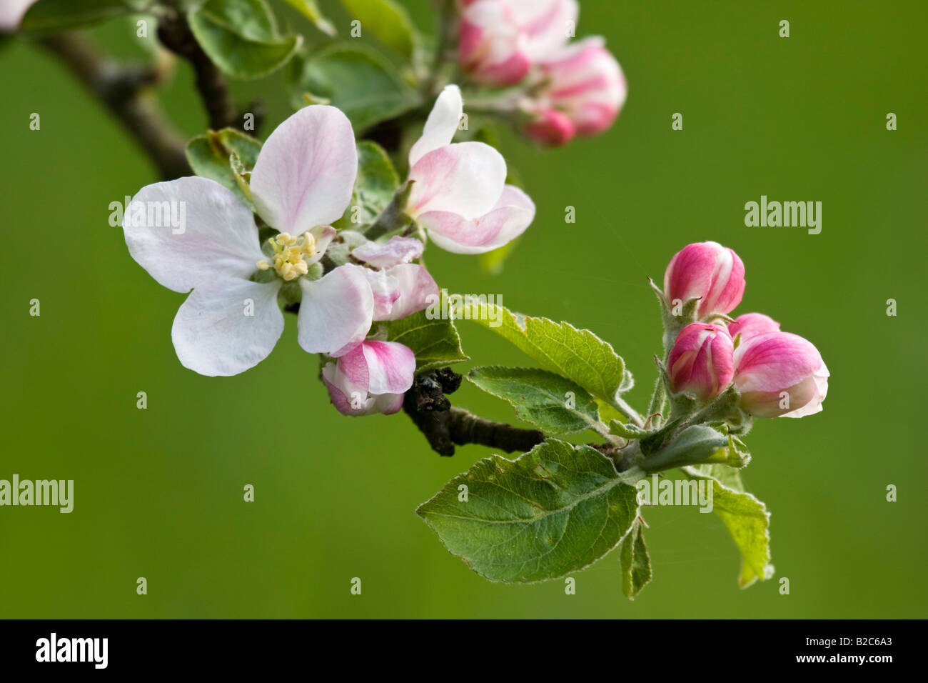 Apple Tree (Malus domestica) blossoms Stock Photo