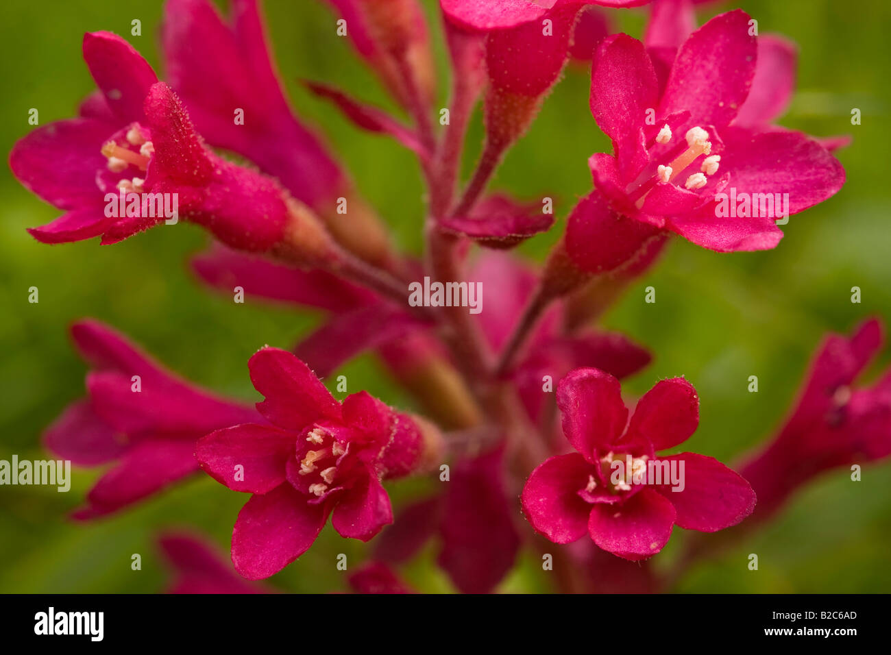 Flowering Currant (Ribes sanguineum) Stock Photo