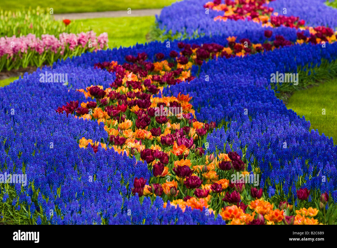 Gardens, Grape Hyacinth (Muscari Armeniacum) and Tulips (Tulipa) in Keukenhof, Holland, Netherlands, Europe Stock Photo