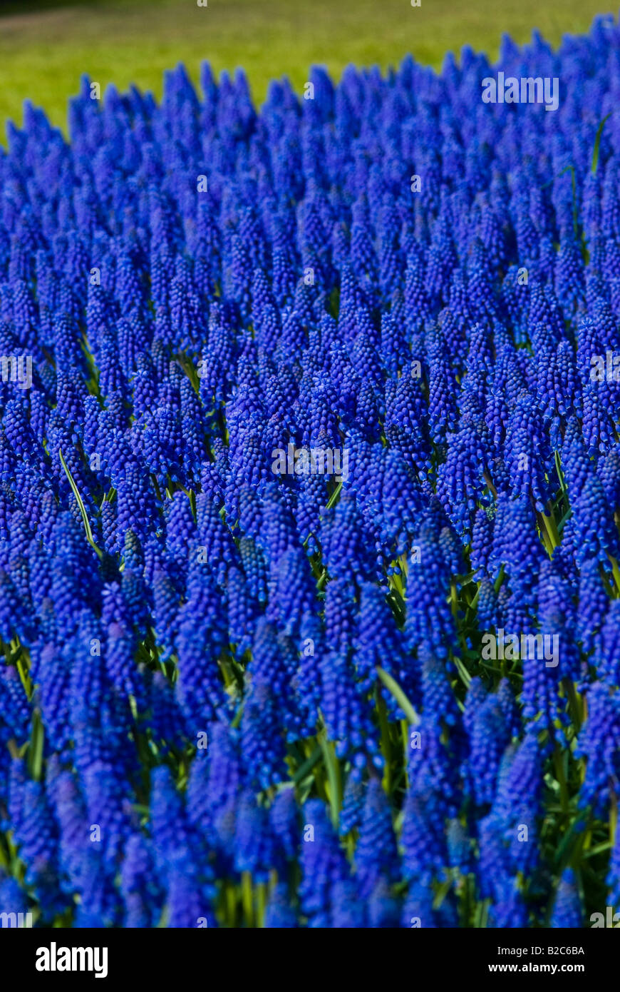 Grape Hyacinth (Muscari Armeniacum), Keukenhof, Holland, Netherlands, Europe Stock Photo