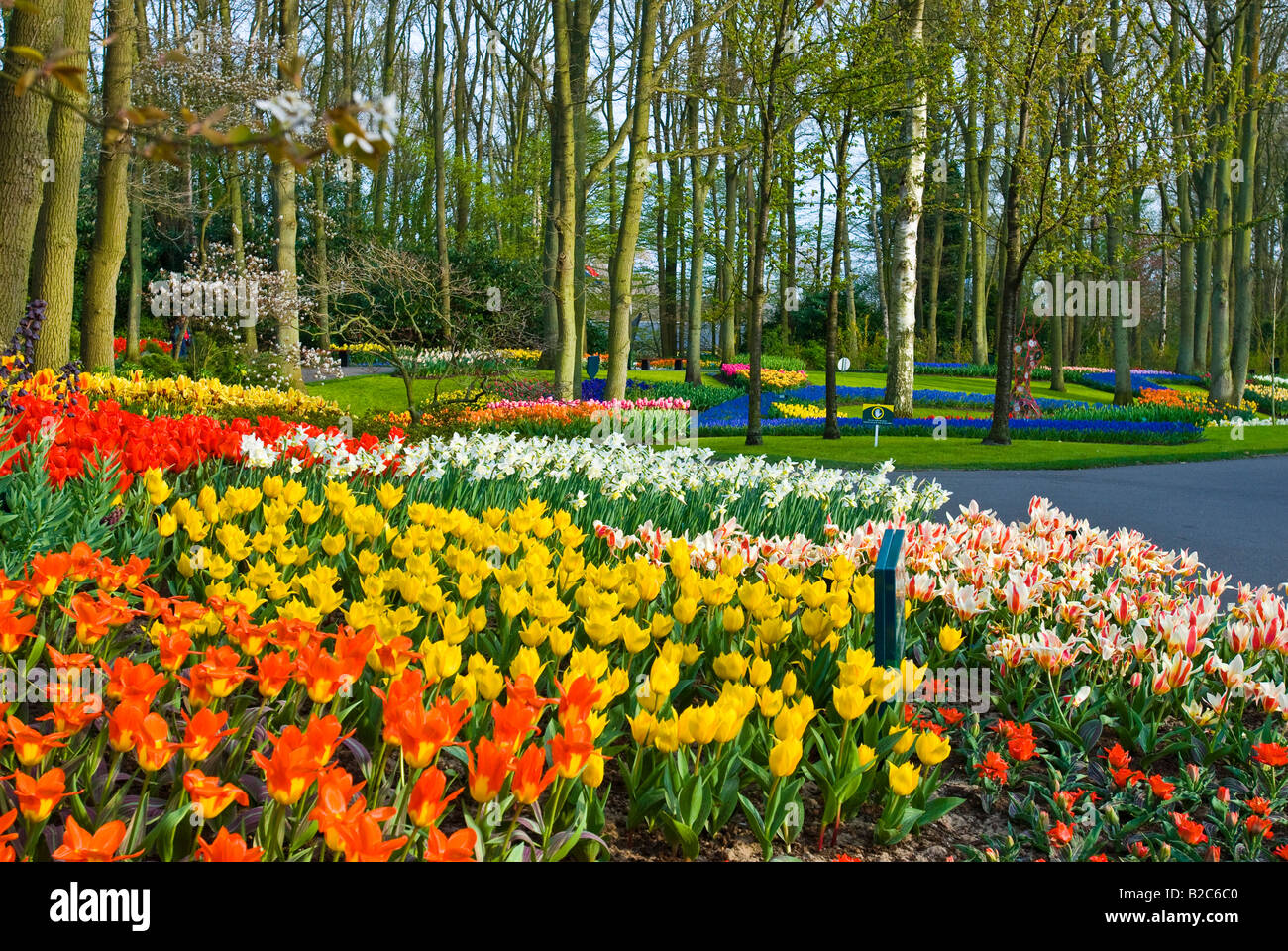 Tulips (Tulipa), Keukenhof Gardens, Holland, the Netherlands, Europe Stock Photo