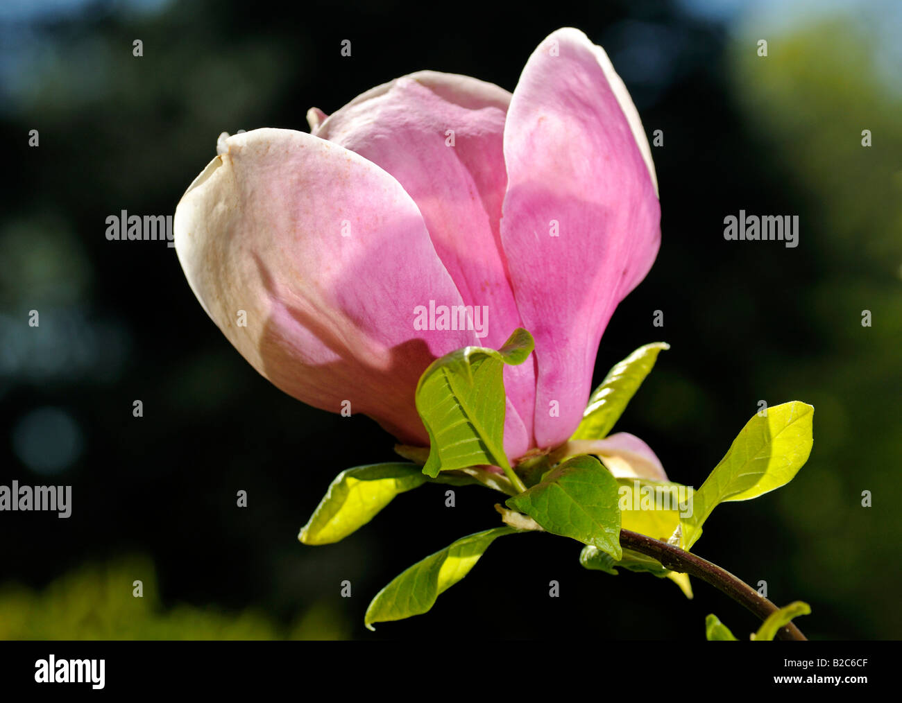 Magnolia trees in blossom hi-res stock photography and images - Alamy