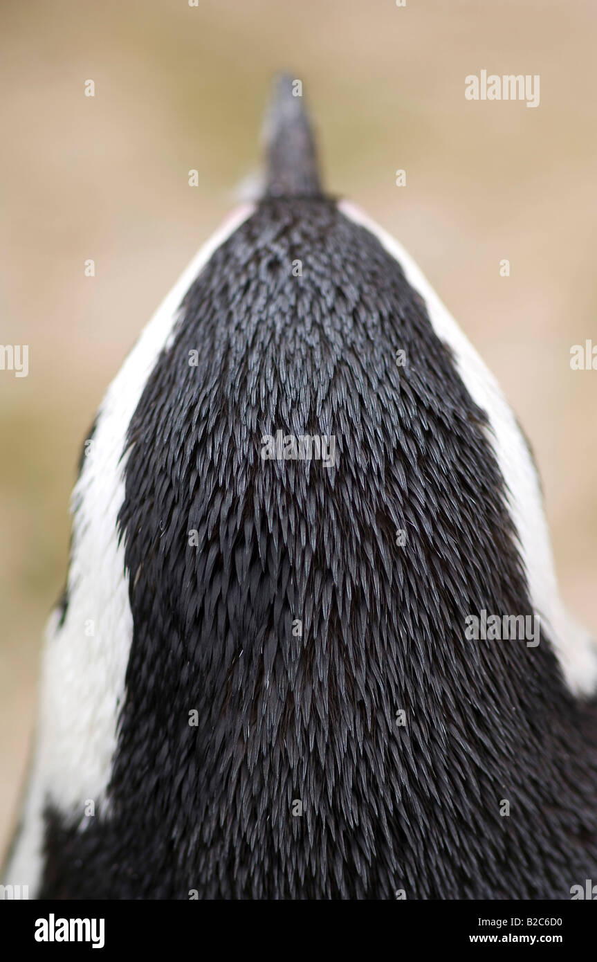 African Penguin, Black-footed Penguin, or Jackass Penguin (Spheniscus demersus), back of head Stock Photo