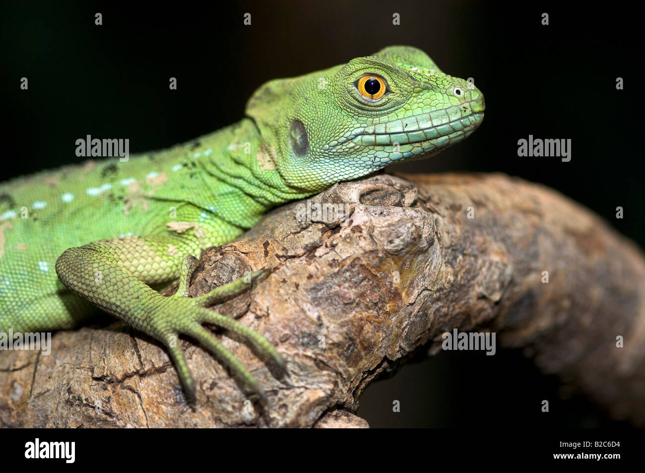 Plumed Basilisk lizard (Basiliscus plumifrons Stock Photo Alamy