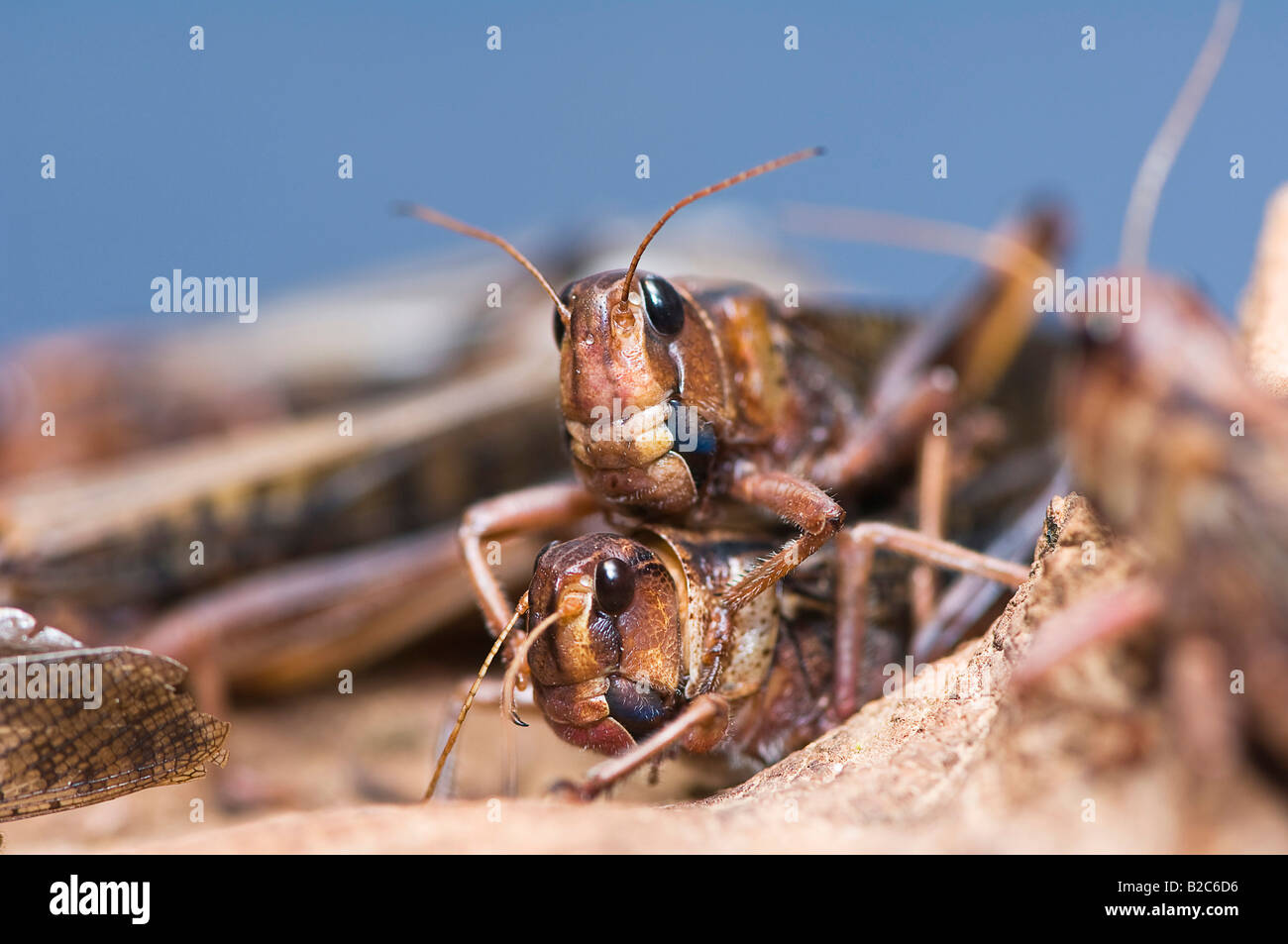 Migratory Locust (Locusta migratoria) Stock Photo