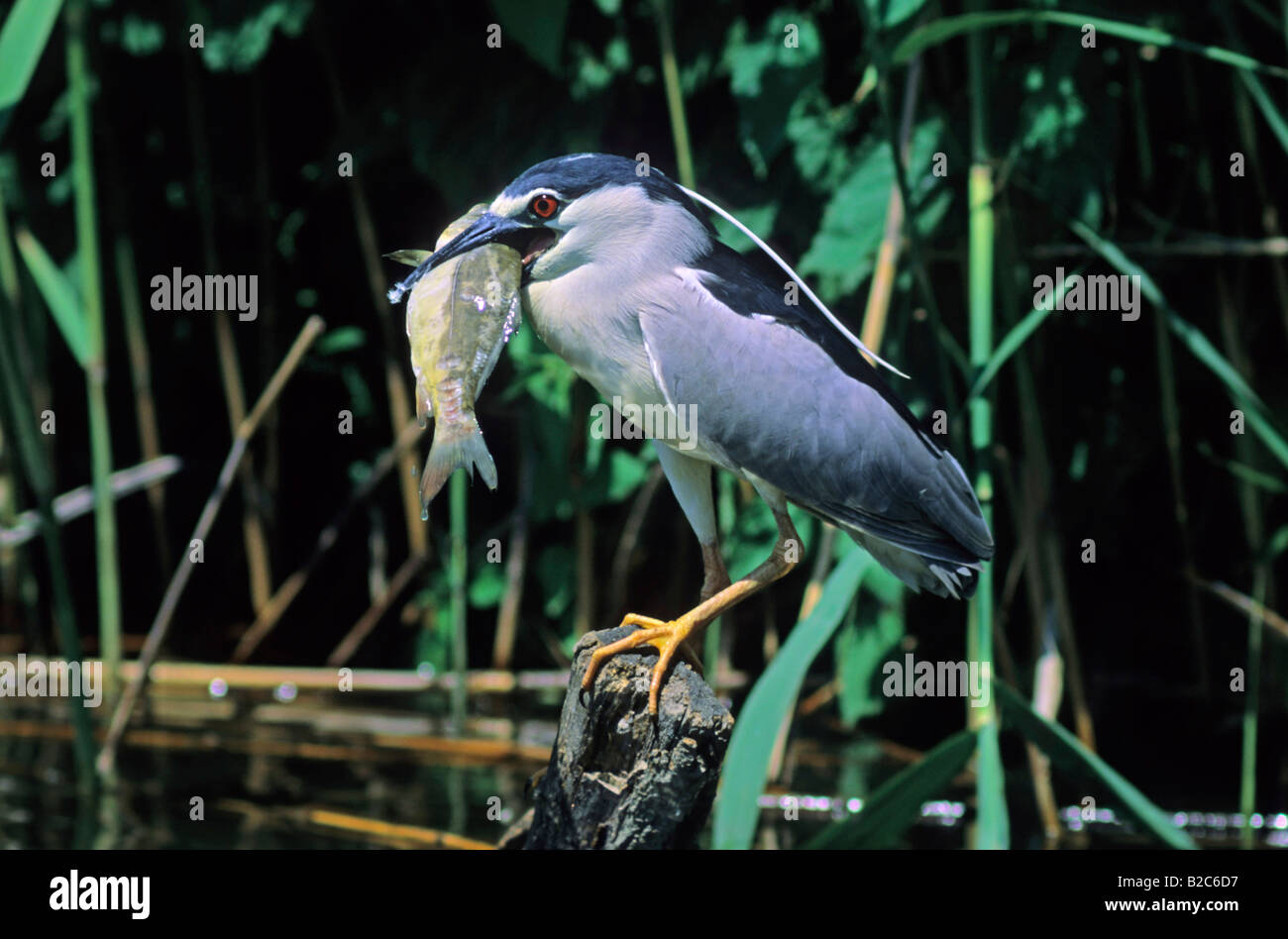 Black Crowned Night Heron (Nycticorax nycticorax), heron family