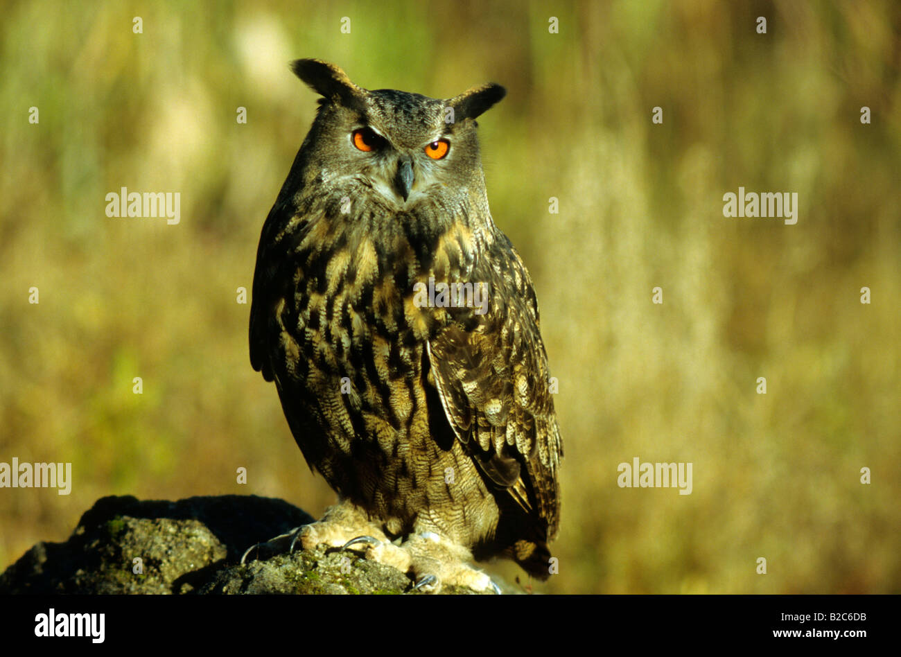 Eurasian Eagle Owl (Bubo bubo), horned owl family, sunbathing in a quarry Stock Photo
