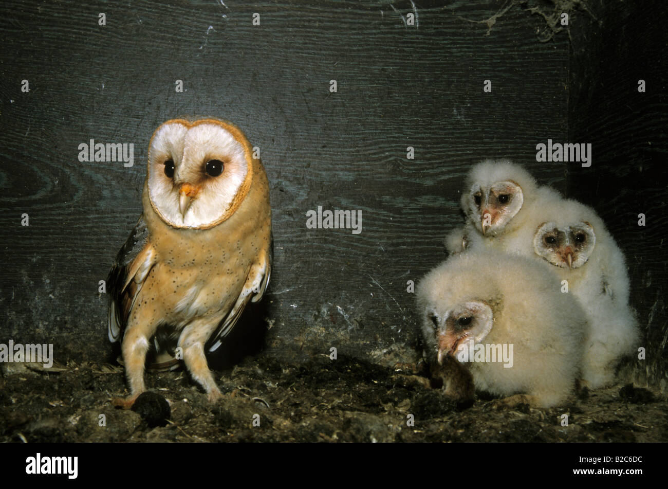 Barn Owls (Tyto alba), Tytonidae family, adult bird with its young after giving them a mouse Stock Photo