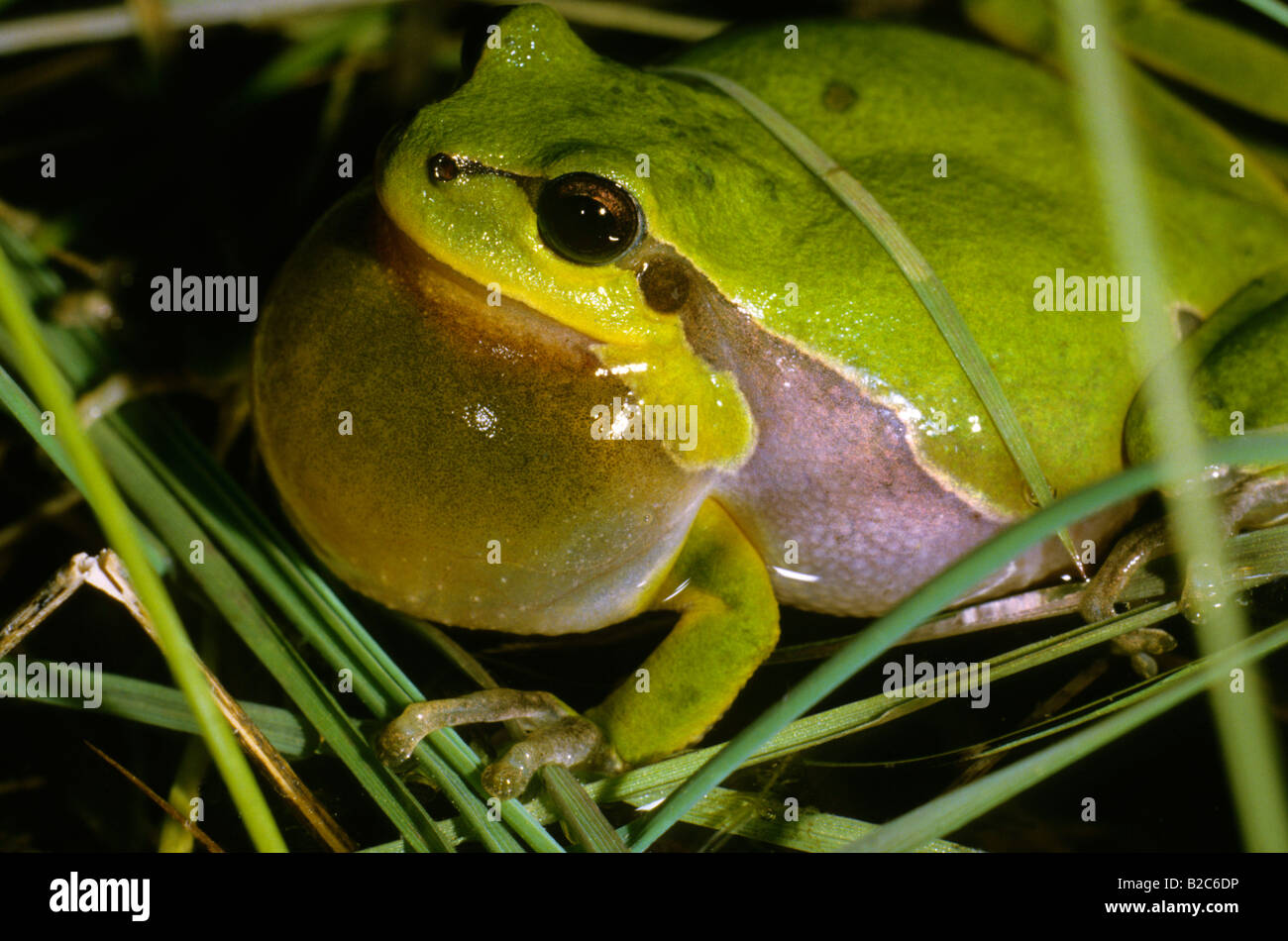 Male European tree frog (Hyla arborea), Hylidae family, sitting in water, croaking Stock Photo