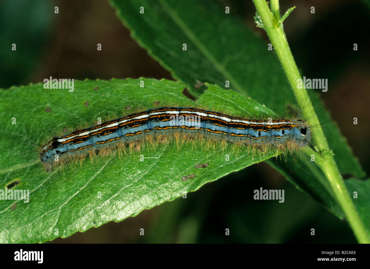 Lackey Moth (Malocosoma neustria), Lasiocampidae family, adult caterpillar Stock Photo