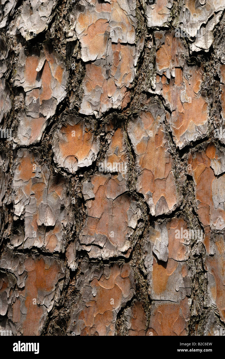 Pine (Pinus silvestris), bark surface structure, Botanischer Garten, Botanic Garden, Munich, Germany, Europe Stock Photo