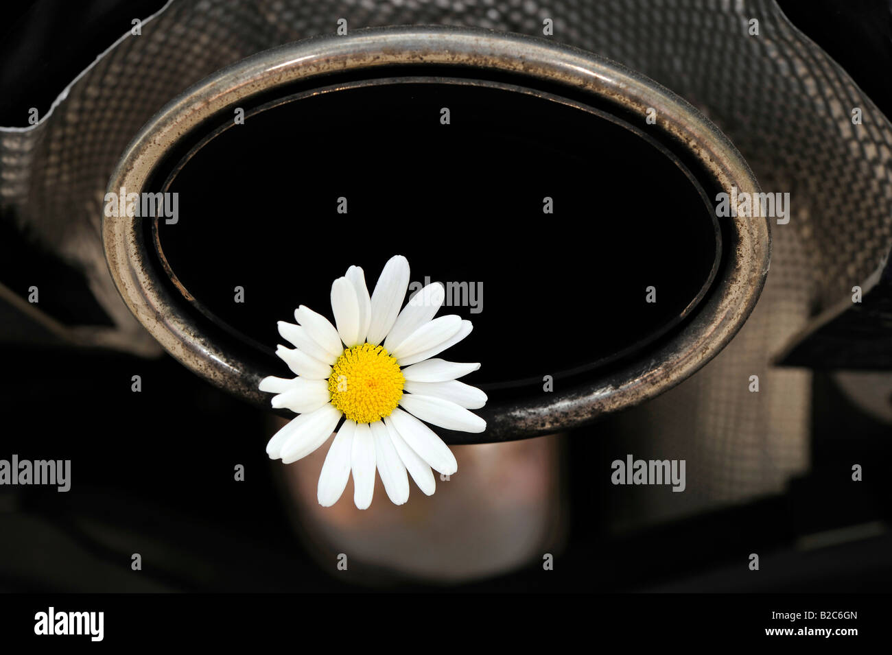 Marguerite (Leucanthemum vulgaris) in an exhaust pipe, environment pollution through CO2 and soot Stock Photo