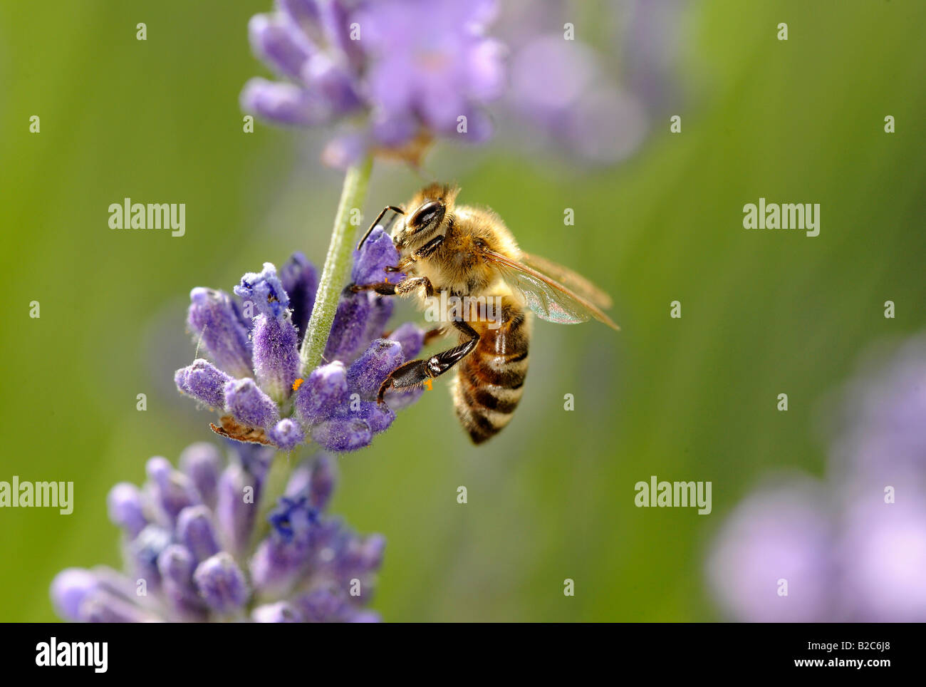 Honey bee (Apis) on Lavender (Lavandula angustifolia) Stock Photo