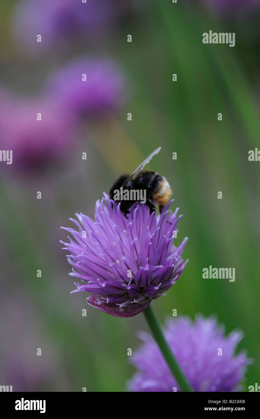 Bee Chive Flower High Resolution Stock Photography and Images - Alamy