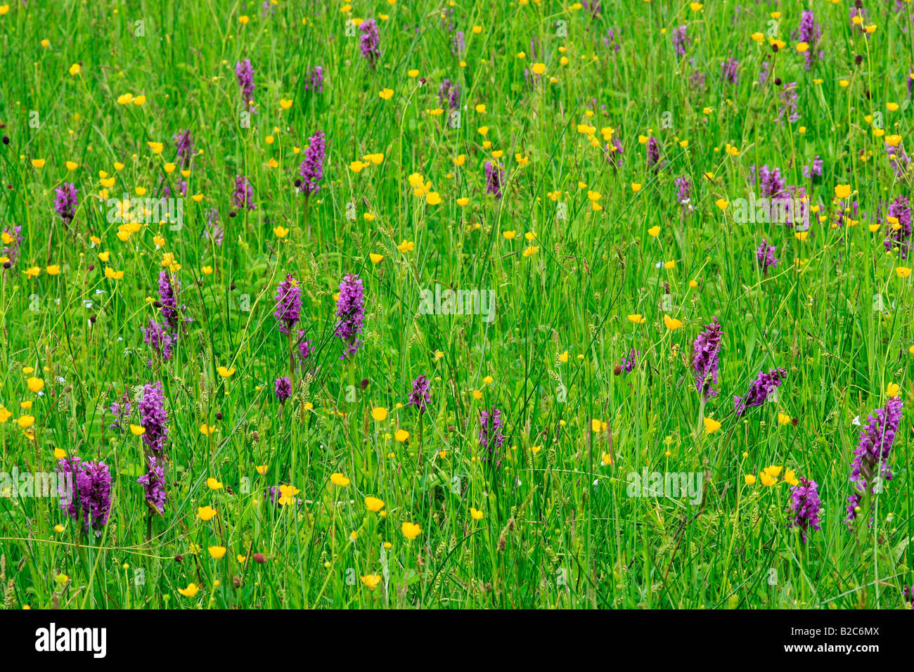 Wet meadow with orchids, Western Marsh Orchid (Dactylorhiza majalis) Stock Photo