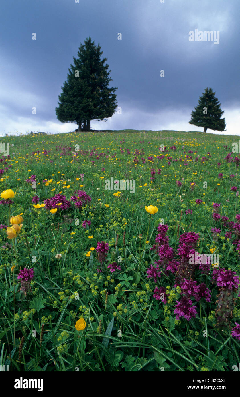 Two Norway spruce (Picea abies) behind an alpine pasture in spring with Globe-flowers (Trollius europaeus) and Creeping Butterc Stock Photo