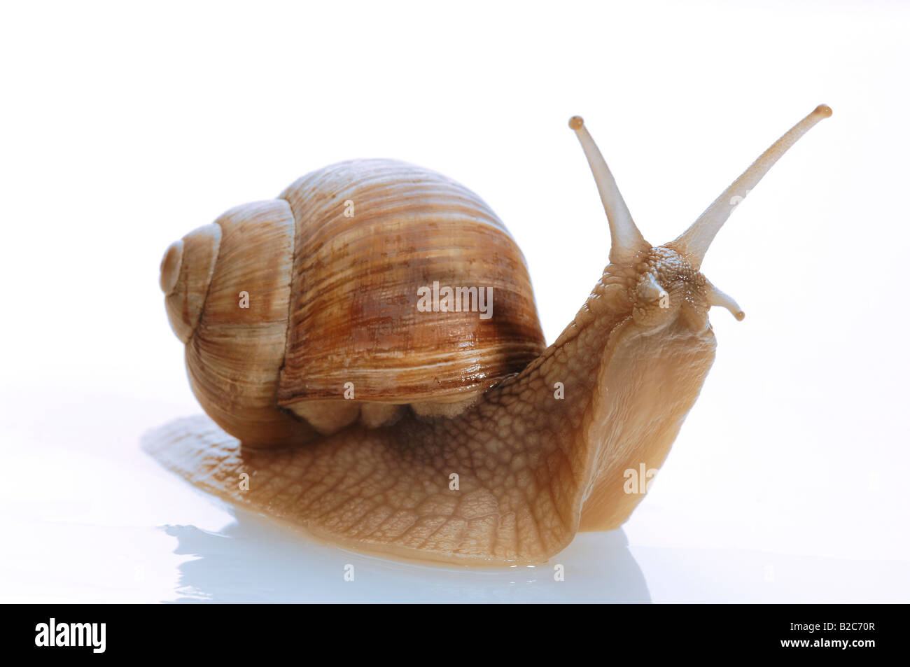 Burgundy Snail, Roman Snail (Helix pomatia) on a shiny surface Stock Photo