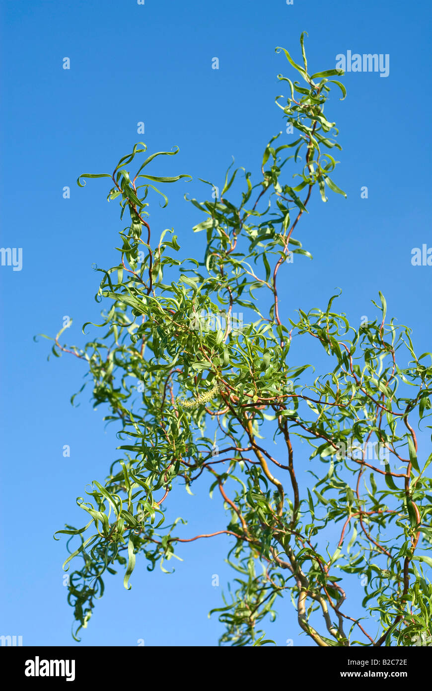 Chinese Willow High Resolution Stock Photography and Images - Alamy