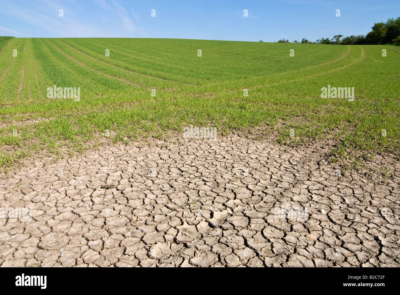 Cracked mud in the dry earth on the edge of a field Stock Photo