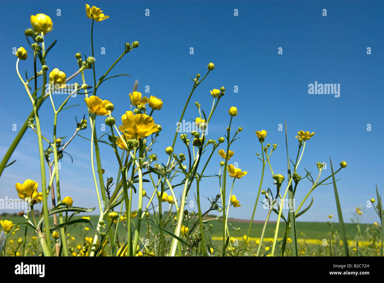 Meadow Buttercup or Tall Buttercup (Ranunculus acris) at spring Stock Photo