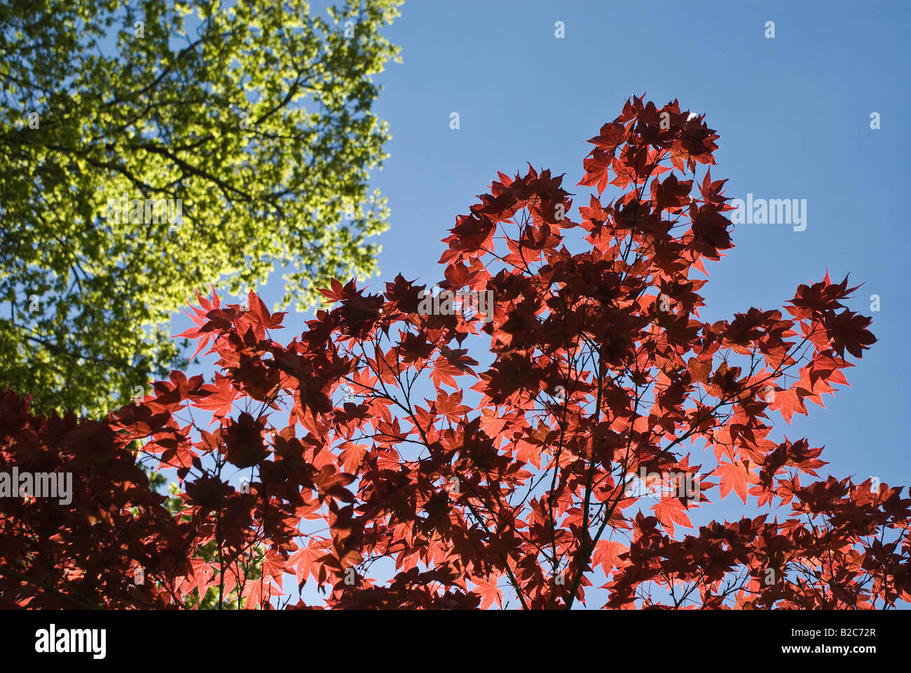 Japanese maple acer palmatum hi-res stock photography and images - Alamy