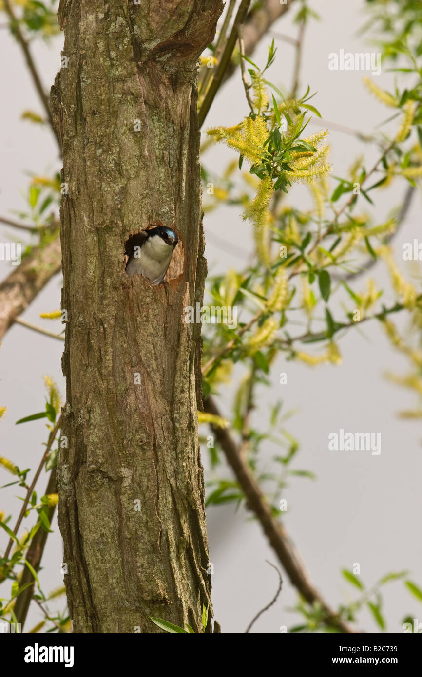 Tree Swallow Tachycineta bicolor nesting in a tree cavity Stock Photo