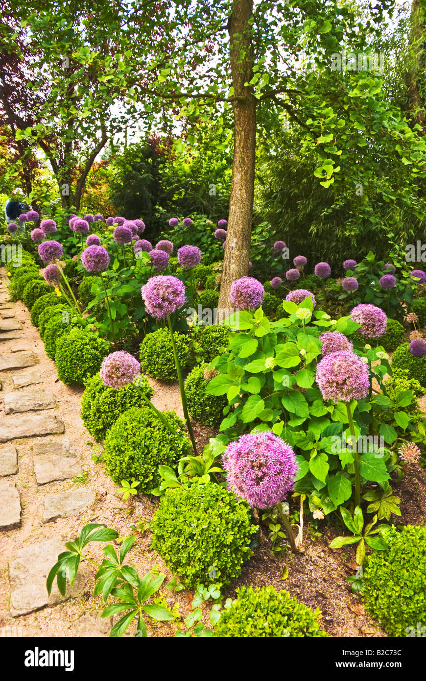 Allium border in early summer in Jardin' Agapanthe Normandy France Stock Photo