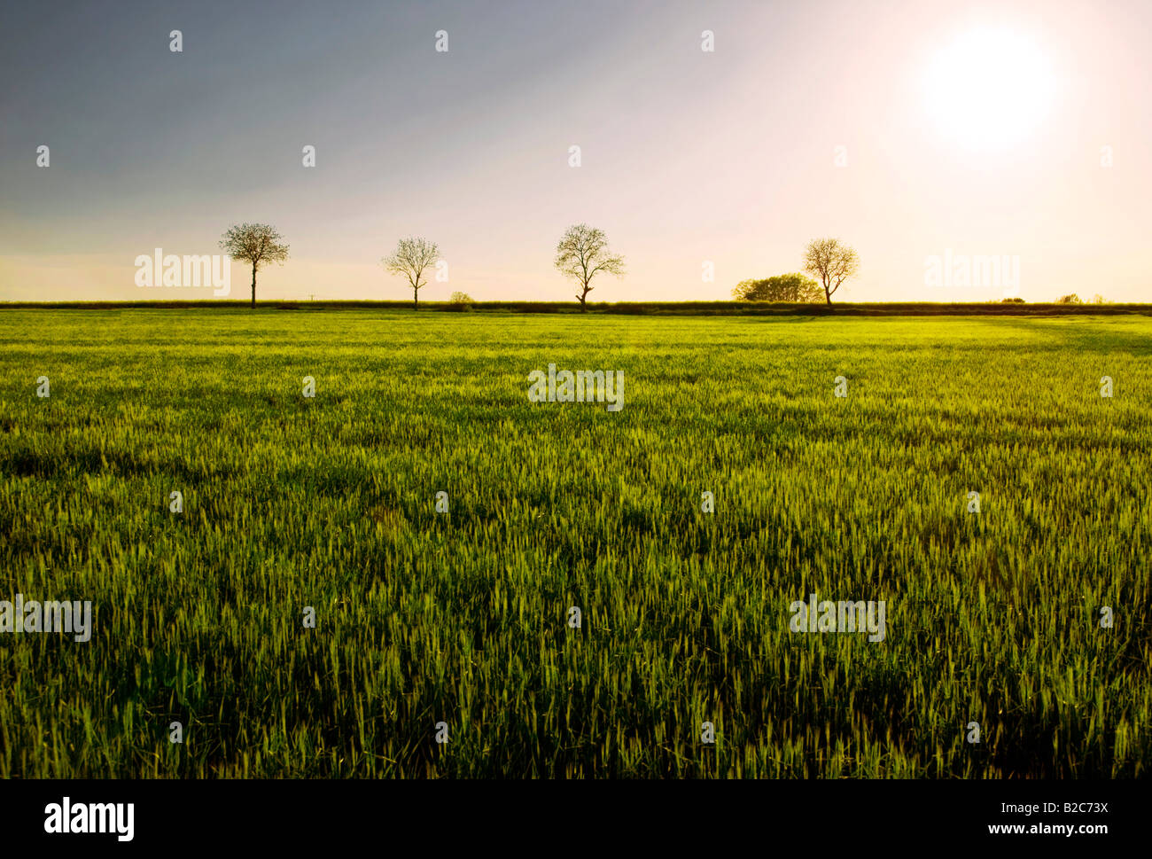 Barley field lit up by low sun with a row of trees on the horizon Stock Photo