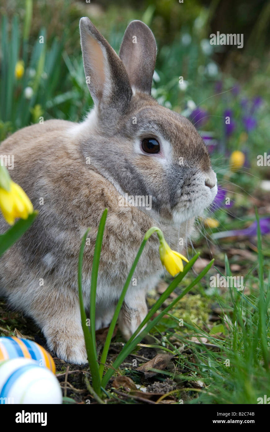 Rabbit between easter eggs and daffodils Stock Photo - Alamy