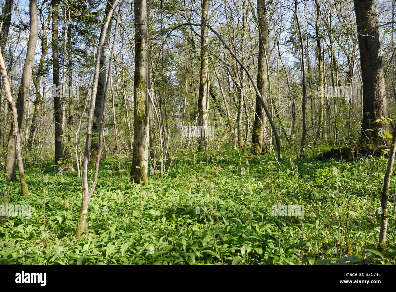 Riverside forest floor covered in leaves from Wild Garlic, Wood Garlic or Bear's Garlic (Allium ursinum) in spring Stock Photo