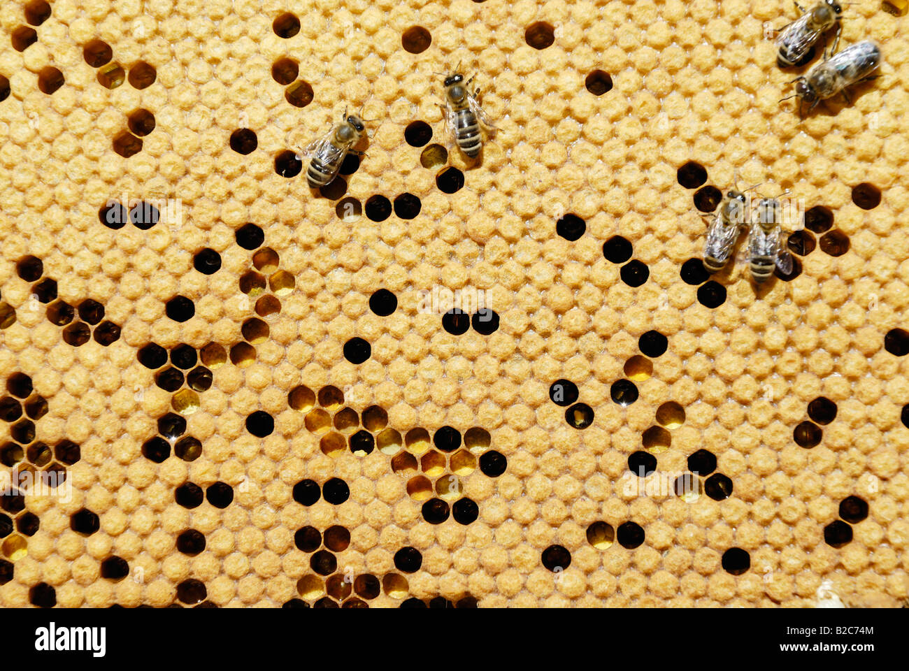 Bees (Apis mellifera var. carniola) on the honeycomb with covered cells and pollen Stock Photo