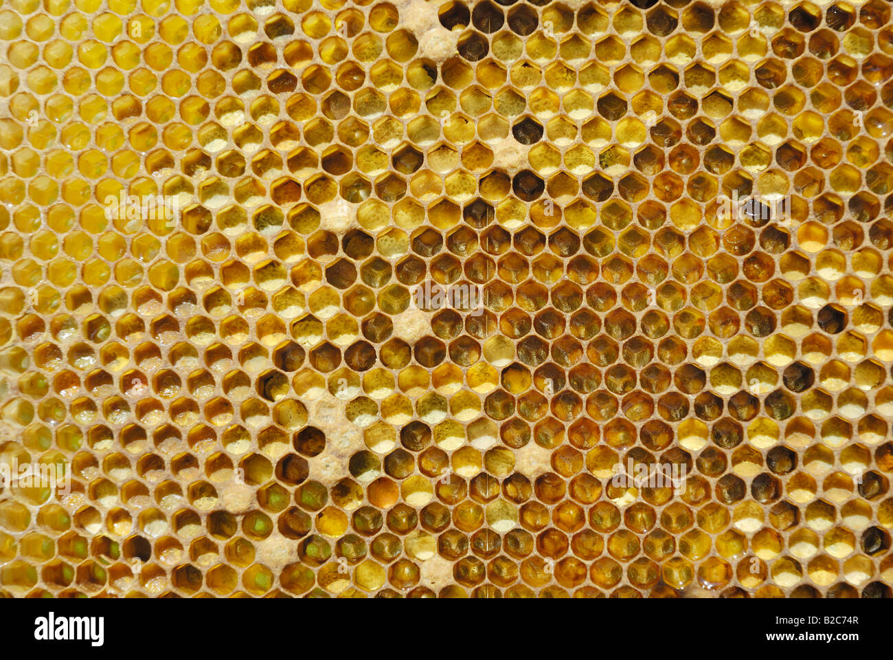 Wax honeycomb with pollen in the cells Stock Photo