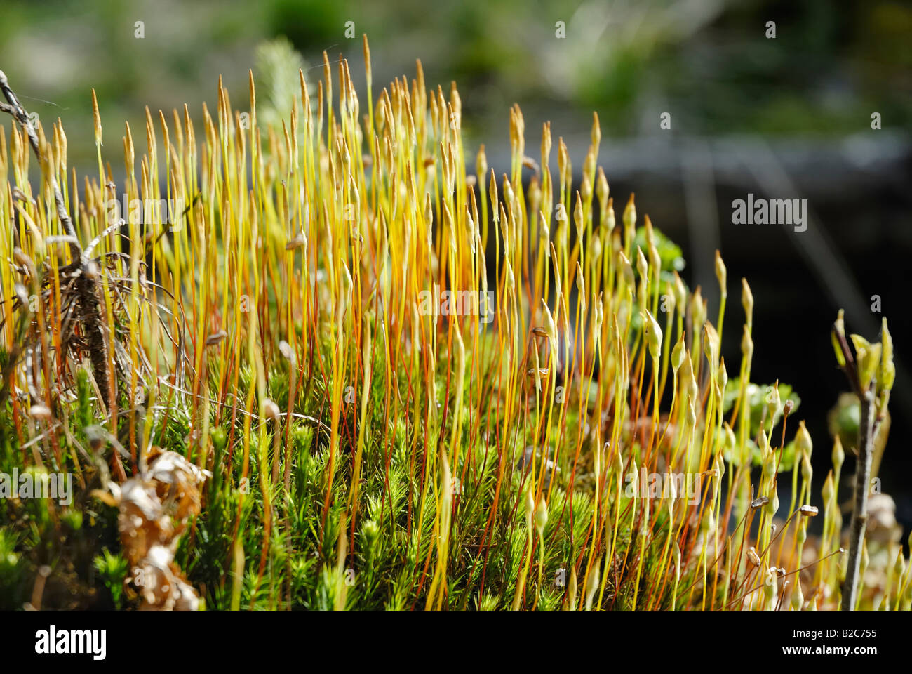 Recently sprouted Heath Pearlwort (Sagina subulata) Stock Photo