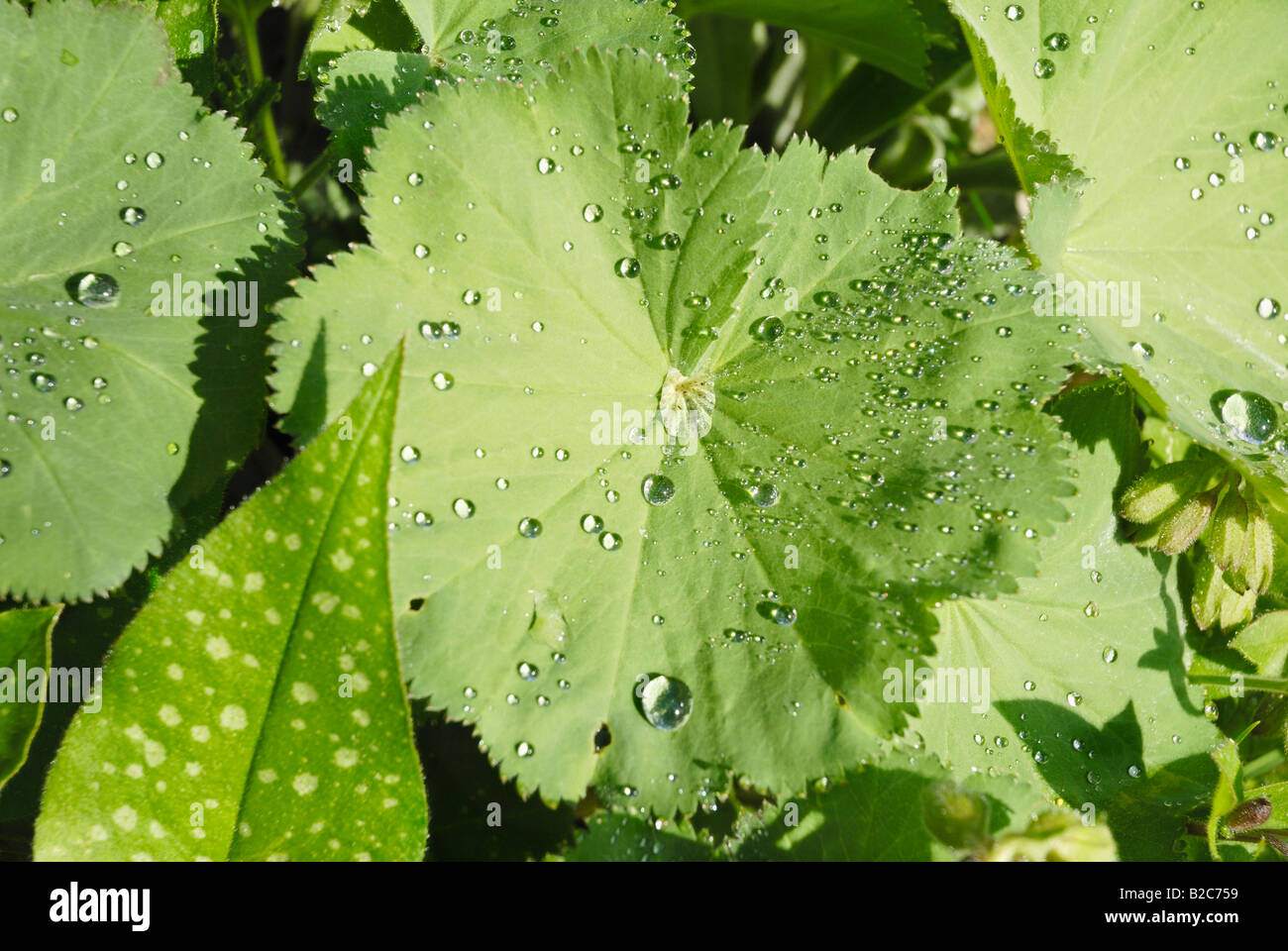 Dew drops on the leaves of Lady's Mantle (Alchemilla) and Lungwort (Pulmonaria officinalis) Stock Photo
