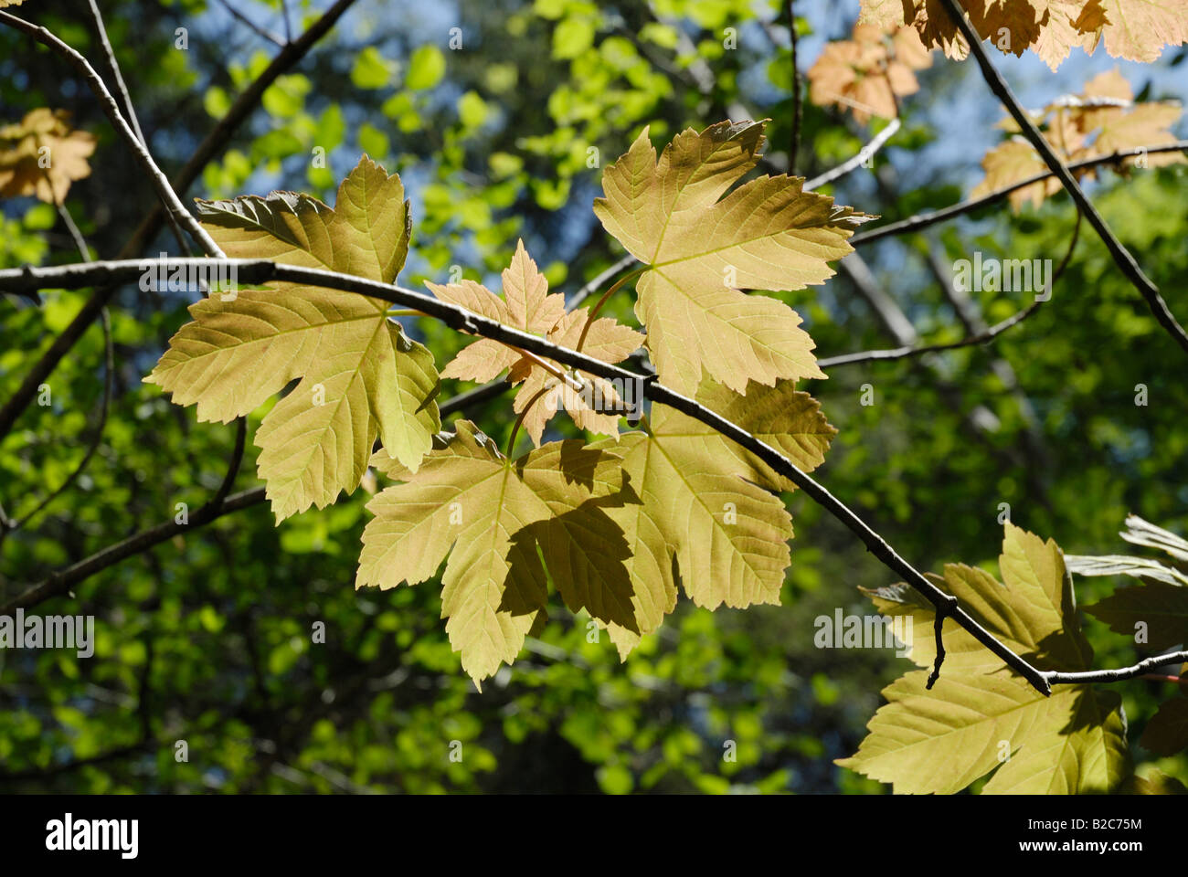 New maple leaves (Acer pseudoplatanus), backlit Stock Photo