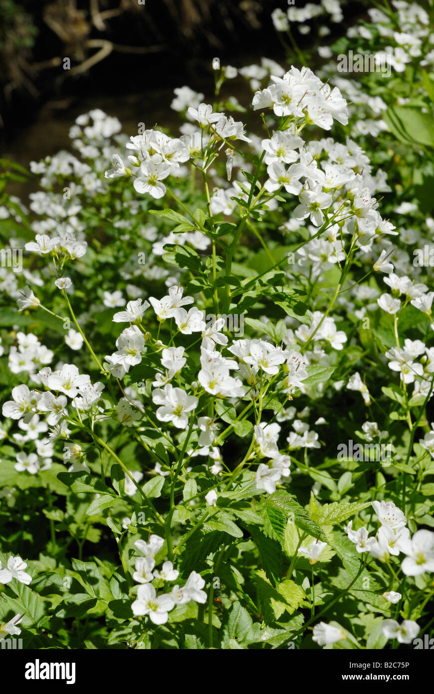 White Watercress blossoms (Nasturtium officinale, Nasturtium microphyllum) Stock Photo