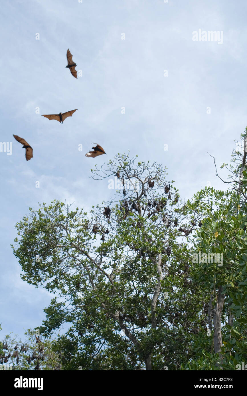 A colony of Flying Foxes in Ontoloe Island. Flores - Indonesia. La colonie de roussettes de l'île d'Ontoloe. Florès - Indonésie. Stock Photo