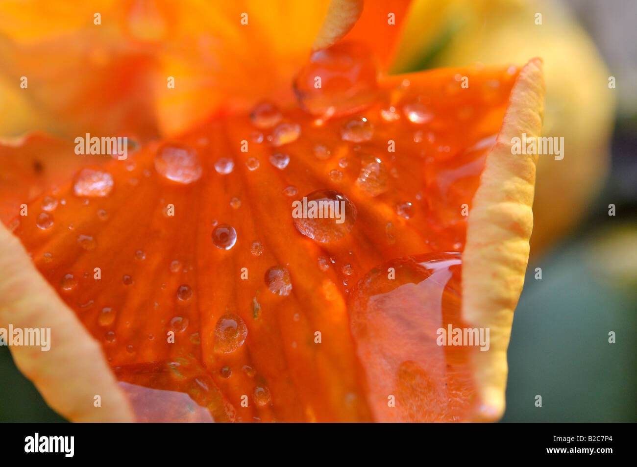 Drops of water on a petal Stock Photo