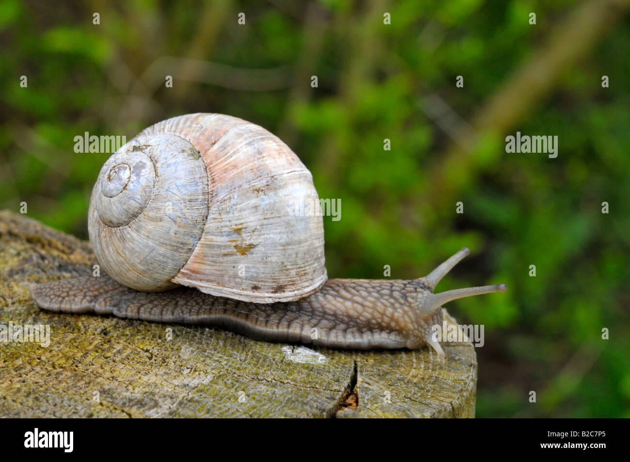 Burgundy Snail, Roman Snail (Helix pomatia) Stock Photo